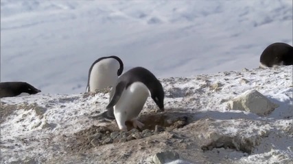 Сладки Пингвини * Cute Penguins