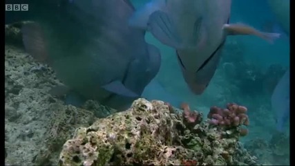 Gumphead Parrotfish 