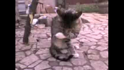 Мачка Са Къпе