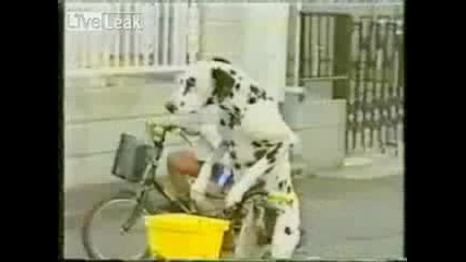 куче кара колело