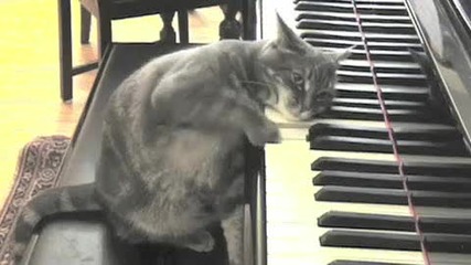 Симфония с коте