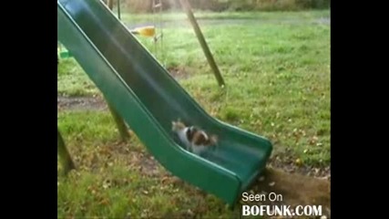 Котки на пързалка - голям смях 