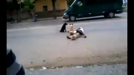 кучето-най добрия приятел на пияниците