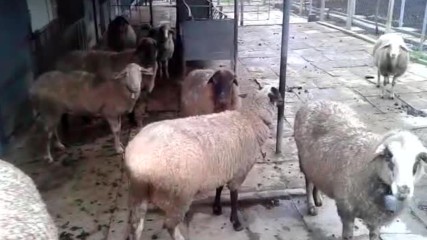 Разпяване на овце в с. Дюлево, Бургаско ;)