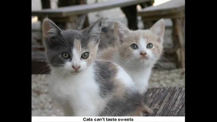 Amazing Animals 