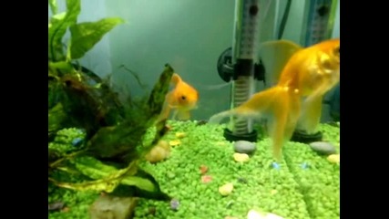златните рибки на Руми