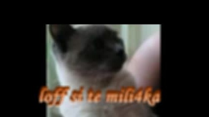 For Bqsnakotka