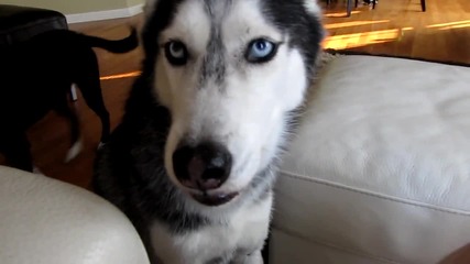 Mishka says Facebook - Dog Talking