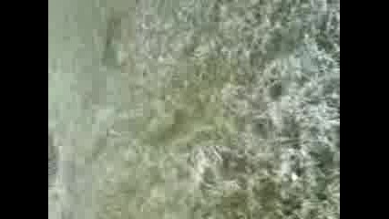 Bunaci Garmqt Piratki