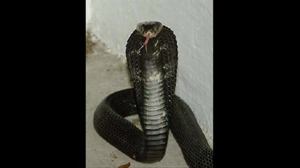 Изумителни Змии