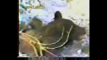 Sibiriabear.wmv