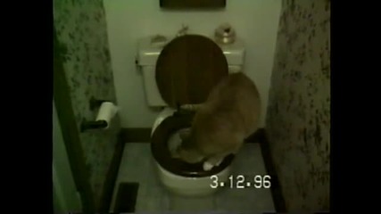 Е то как котките ползват тоалотната ! 
