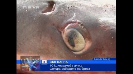 Акула шокира рибари във Варна, 02 декември 2010, Календар Нова Тв 