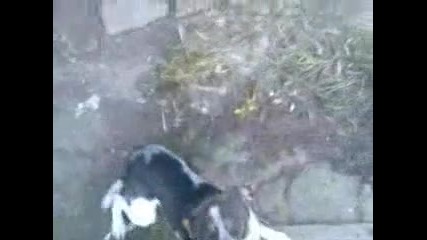 Crazy dogg {sarra}