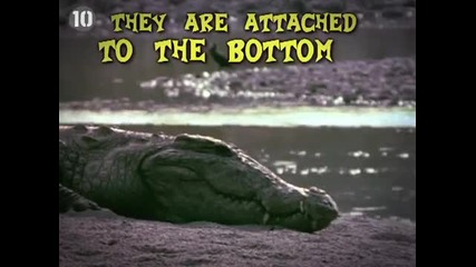 10 Bizarre Animal Facts