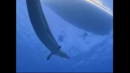 Sea Monsters 4 - Basilosaurus
