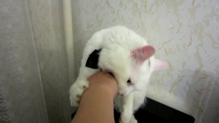 Неуспешно хипнотизиране на котка.