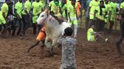 Bull-taming festival in India's Tamil Nadu draws hundreds