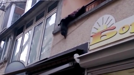 Котката се претрепа