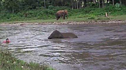 Реакцията на млад слон, когато вижда "давещия" си дресьор!
