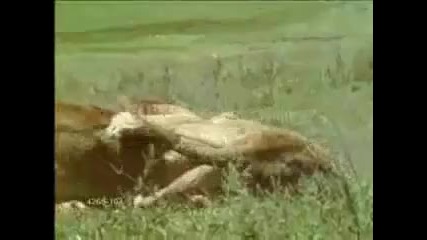 Животът на Лъвът! 