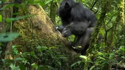 Животът на шимпанзетата