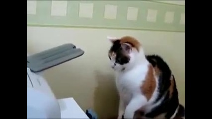 Смях