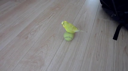 Parrot and ball