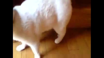 Котето слиза по стълбите 