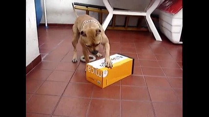Pitbull Fight (perla)