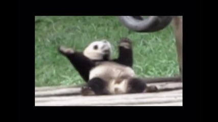 Панда танцува на Aisha 