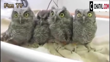 Компилация Смях ! Funny and Cute Animals Compilation 2015