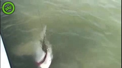 Акула хваната на пенис