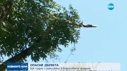 Клон падна върху майка с дете в Борисовата градина