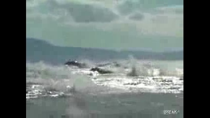 (на Разходка С Делфини)