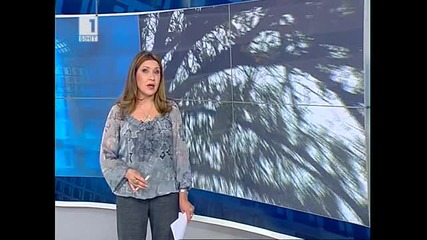 Нашествие на сови в центъра на Видин 