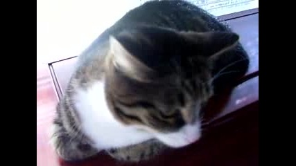 Evil Cat