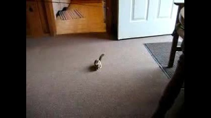 Как се лови катерица с въдица. :d