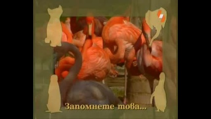 Енциклопедия за животни - Фламинго