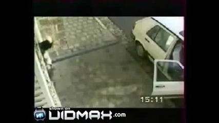 Яко обучени кучета