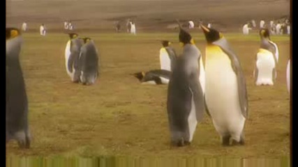 Влюбени животни