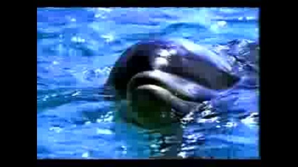 Yahoo Dolphin