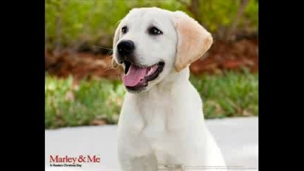 Marley and Me Opening Song