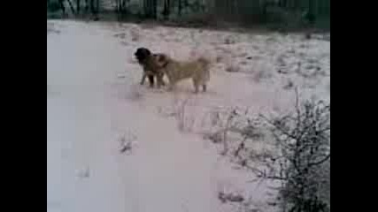 sami - kystendil - karaka4anki