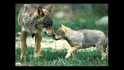 Beautiful animals 
