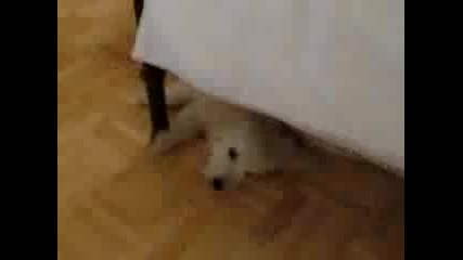Сладко Кученце
