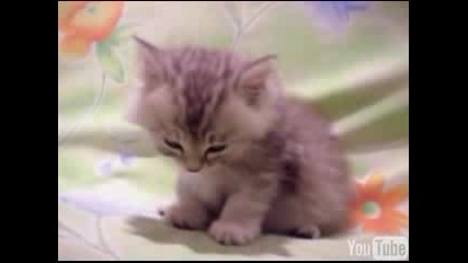 смешни котки