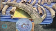Thailand Seizes 4 Tons of Ivory Tusks From Congo in What is Says is the Nation's Biggest Bust