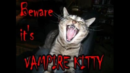 Very Funny Cats 3