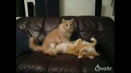 Котки се масажират ; ]